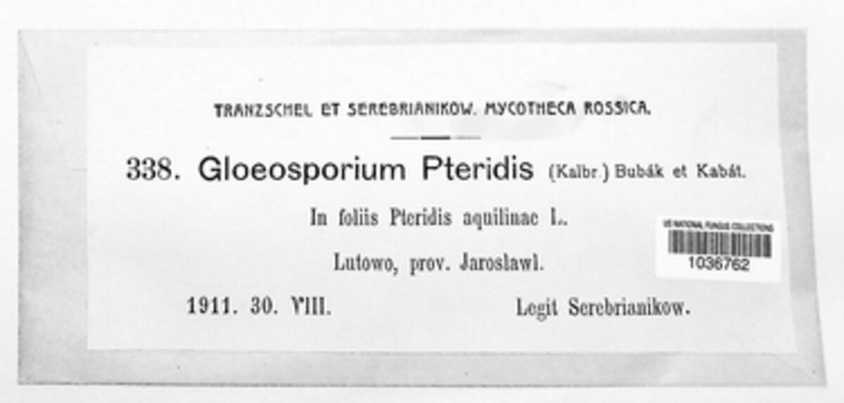 Cryptomycella pteridis image